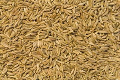 CUMIN SEEDS(JEERA SPICES)