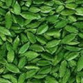 GREEN CARDAMOM (ELAICHI) 2