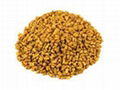 FENUGREEK (METHI)