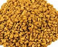 FENUGREEK (METHI) 2