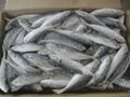 Frozen Fresh Seafish from Vietnam 1