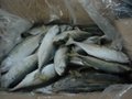 Frozen Fresh Seafish from Vietnam 2