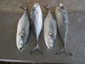 Frozen Horse Mackerel 1