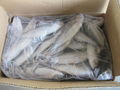 Frozen Horse Mackerel 2