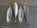 Frozen Horse Mackerel 5