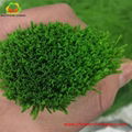 Different Kinds and Colors Artificial Grass for Football and Soccer 1