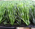 Cheap Price Artificial Grass for Football Field, Soccer Field and Futsal 4