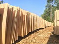 Acacia core veneer for making plywood