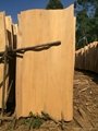Acacia core veneer for making plywood 4