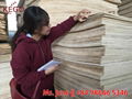 Commercial plywood - packing AB Grade from Vietnam 4