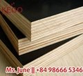 Filmplywood with eucalyptus core