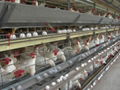 Professional Breeding Chicken Cage