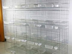 Pigeon Cage