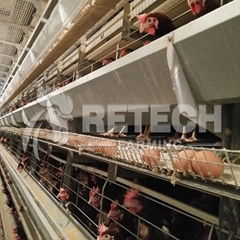 H Type chicken layer cages with automatic feeding system