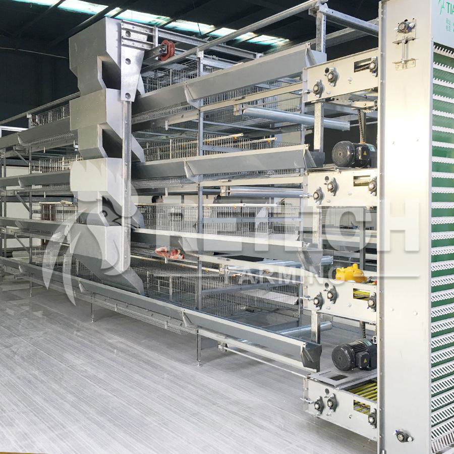 H Type chicken layer cages with automatic feeding system 2