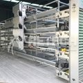 H Type chicken layer cages with automatic feeding system 2