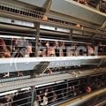 H Type chicken layer cages with automatic feeding system 4