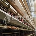 H Type chicken layer cages with automatic feeding system 5
