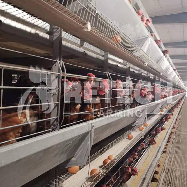 Retech Factory Direct Supply H Type Full Automatic rearing equipment for chicke 2