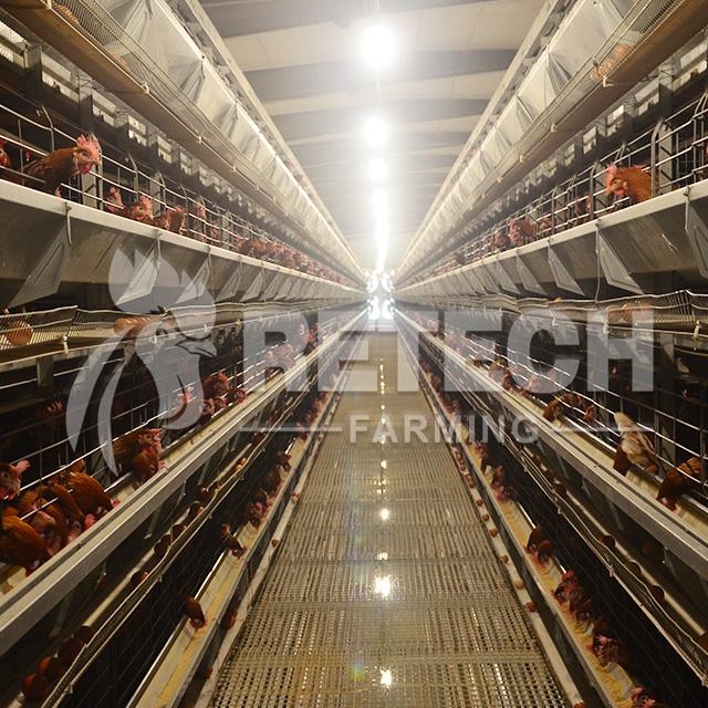 Retech Factory Direct Supply H Type Full Automatic rearing equipment for chicke 3