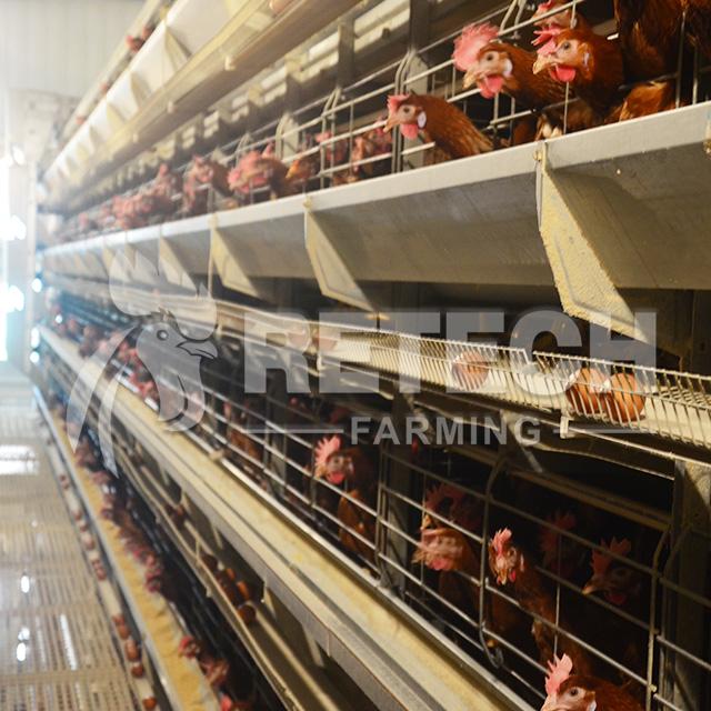 Retech Factory Direct Supply H Type Full Automatic rearing equipment for chicke 5