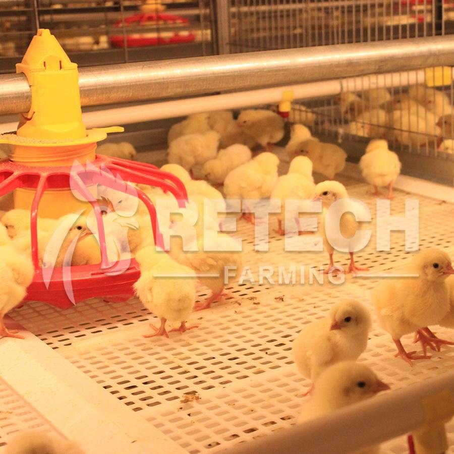 Retech Design Morden Automatic Broiler Chicken Cage for Sale 4