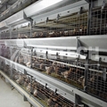RETECH design automatic battery cages system for pullet 3