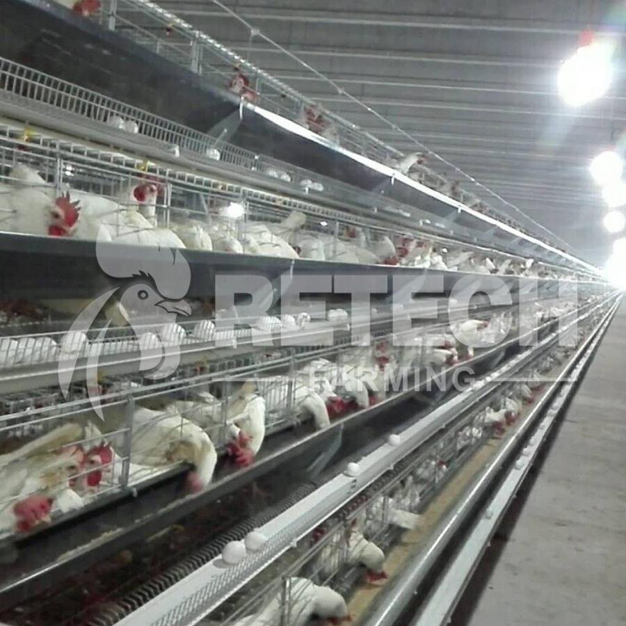RETECH Low Price Automatic A Type Poultry Battery Cage System 2