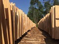 Eucalyptus core veneer