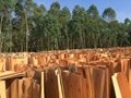 Eucalyptus core veneer 3