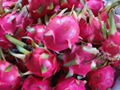 Dragon fruits 1