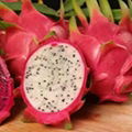 Dragon fruits 2