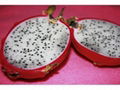 Dragon fruits 3