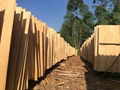 Eucalyptus core veneer