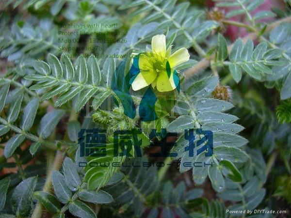 factory supply natural tribulus terrestris 2