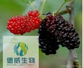 Botanical Extract Mulberry fruit P.E. 1