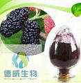 Botanical Extract Mulberry fruit P.E. 2