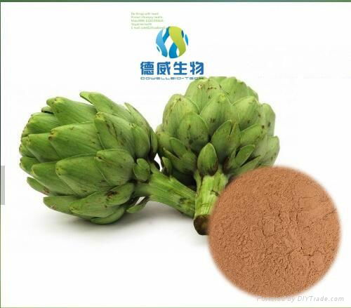 Cynara scolymus L. Artichoke Extract