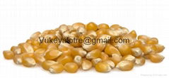 Popcorn Kernels