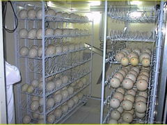 Ostrich eggs