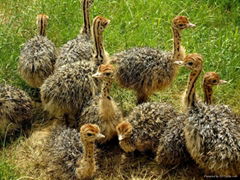 Ostrich chicks