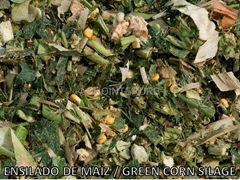 CORN SILAGE