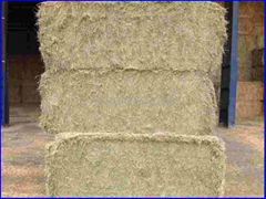 RAYGRASS OR FESCUE HAY