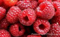 Red Raspberry 1