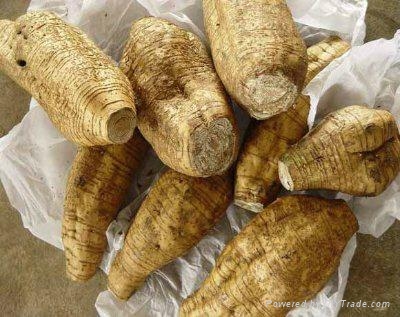 Kudzu Roots Natural Malaysia Trading Company Agriculture Product Stocks Agriculture Foods Products Diytrade China Manufacturers