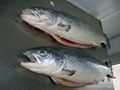 Salmon fish 2