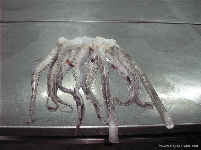 giant squid 3