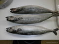 mackerel fish 4