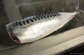 mackerel fish 3
