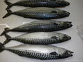 mackerel fish 2